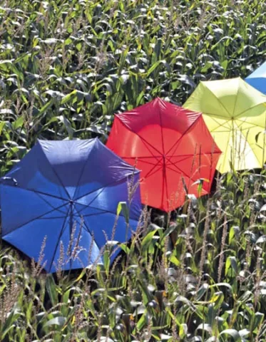 Automatic Umbrella With Wooden Handle